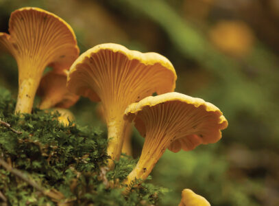 Seek Chanterelle Mushrooms in Summertime Image